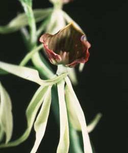Encyclia cochleata