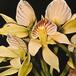 Encyclia species flower encyclia sp k