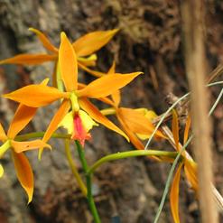 Epicattleya hybrid