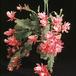 Epiphyllum ackermanii-854
