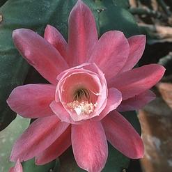 Epiphyllum ackermanii