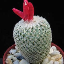 Epithelantha bookei