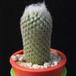 Epithelantha dickisoniae MOP