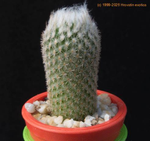 Epithelantha dickisoniae MOP