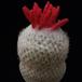 Epithelantha micromeris SIfr