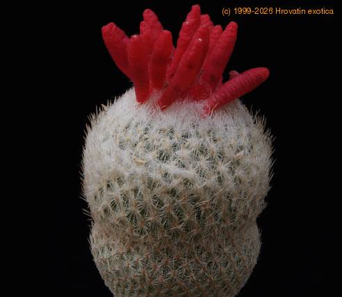 Epithelantha micromeris SIfr