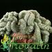 Epithelantha micromeris v roseiflora 477