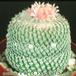 Epithelantha micromeris v roseiflora 74