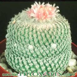 Epithelantha micromeris v. roseiflora