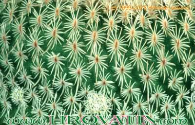 Epithelantha micromeris v roseiflora thorn 76