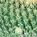 Epithelantha micromeris v roseiflora thorn 76