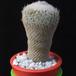 Epithelantha rufispina MOP