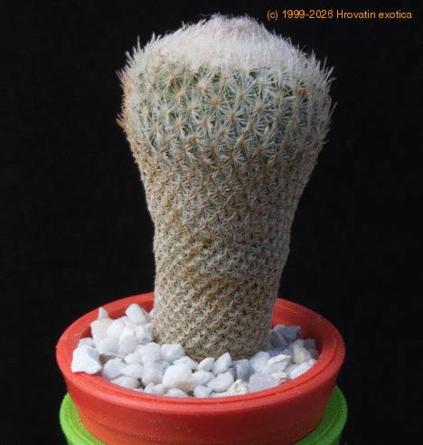 Epithelantha rufispina MOP