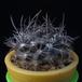 Eriosyce bulbocalyx MOP