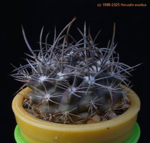 Eriosyce bulbocalyx MOP