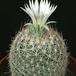 Escobaria dasyacantha 312