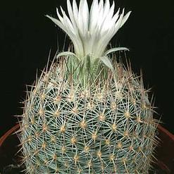 Escobaria dasyacantha