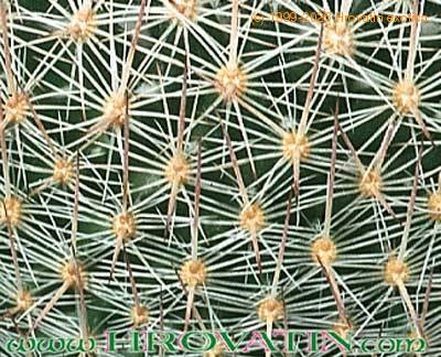 Escobaria dasyacantha thorn 313