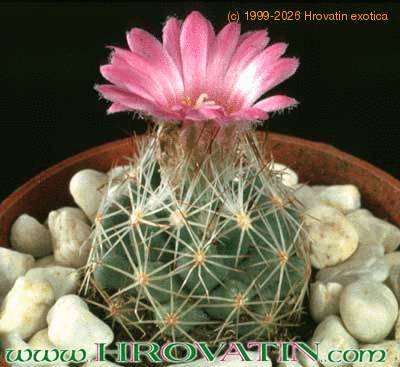 Escobaria hesteri 260