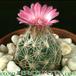 Escobaria hesteri 260