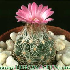 Escobaria hesteri