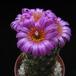 Escobaria vivipara 3