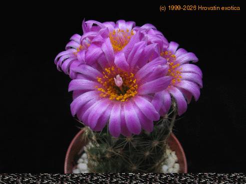 Escobaria vivipara 3