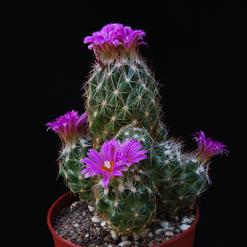 Escobaria vivipara