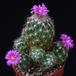 Escobaria vivipara neomexicana SIb