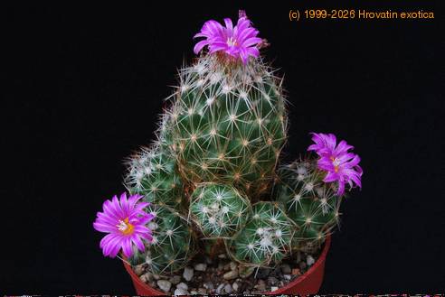 Escobaria vivipara neomexicana SIb