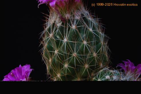 Escobaria vivipara SIt