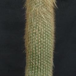 Espostoa lanata