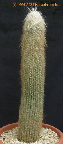 Espostoa lanata