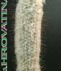 Espostoa melanostele