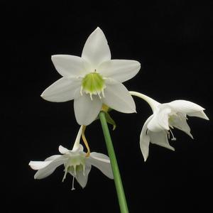 Eucharis grandiflora