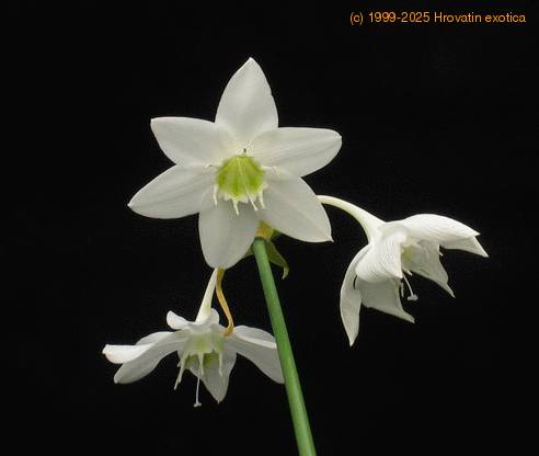 Eucharis SIf