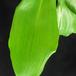 Eucharis SIl