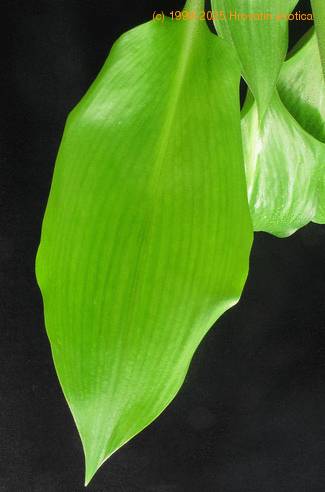 Eucharis SIl
