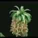 Eucomis bicolor 1925