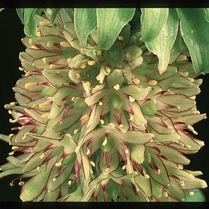 Eucomis bicolor