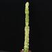 Euphorbia ammak variegata PP
