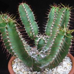 Euphorbia avasmontana
