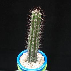 Euphorbia bahiensis