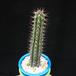 Euphorbia bahiensis MOP