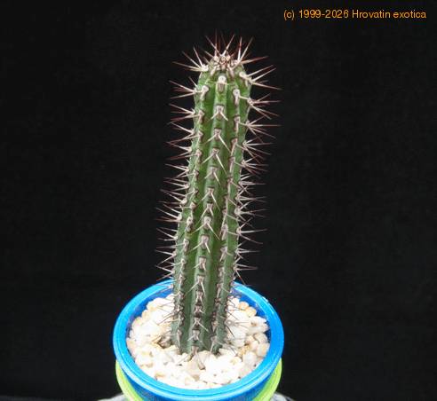 Euphorbia bahiensis MOP