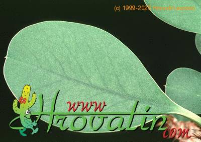 Euphorbia cap-manambabensis leaf 1270