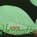 Euphorbia cap-manambabensis leaf 1270