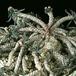 Euphorbia cylindrifolia ssp tuberifera 1122
