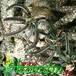 Euphorbia cylindrifolia ssp tuberifera 1123