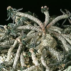 Euphorbia cylindrifolia ssp. tuberifera